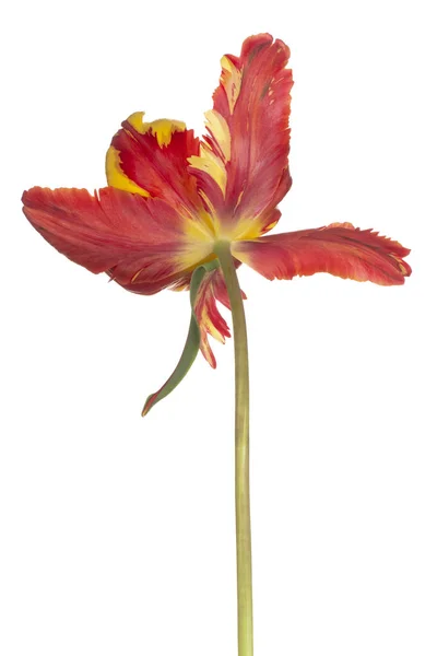 Tulip flower isolated — Stock Photo, Image