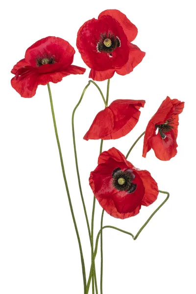 Poppy flower isolated Stock Image