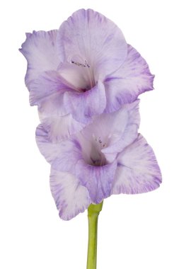 Glayöl çiçek izole