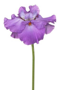 izole iris çiçeği