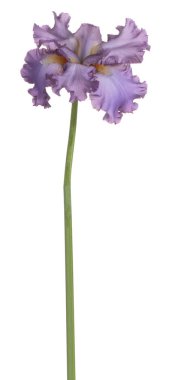 izole iris çiçeği