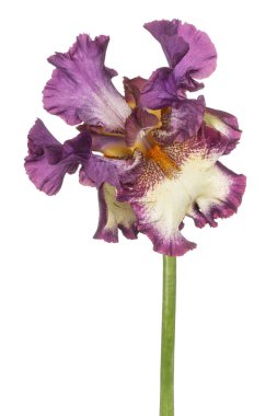 izole iris çiçeği