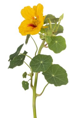 izole nasturtium çiçek
