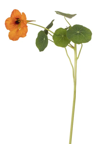 Nasturtium bloem geïsoleerd — Stockfoto