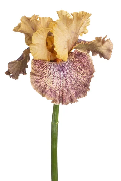 Iris Flor aislada —  Fotos de Stock