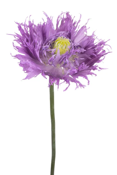 Haşhaş çiçeği izole — Stok fotoğraf