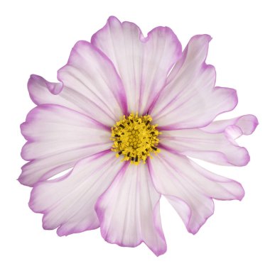 İzole cosmos çiçek