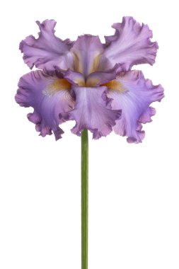 izole iris çiçeği