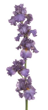 izole iris çiçeği