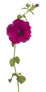 Petunya çiçek izole