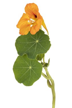 izole nasturtium çiçek