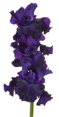 izole iris çiçeği