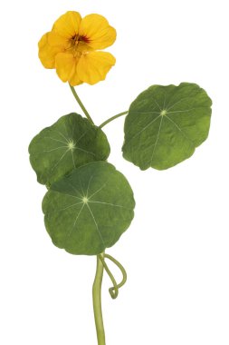 izole nasturtium çiçek
