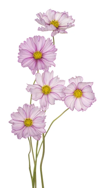 Cosmos flower isolated — Stock Photo, Image