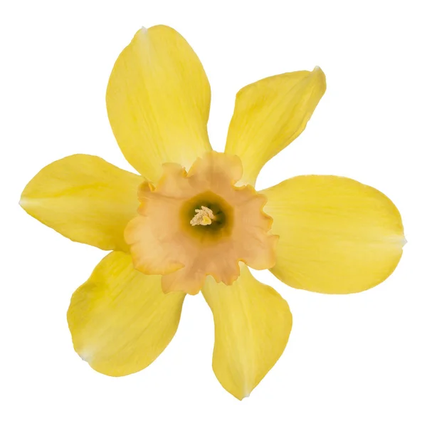 Daffodil flower isolated — Stock Photo, Image