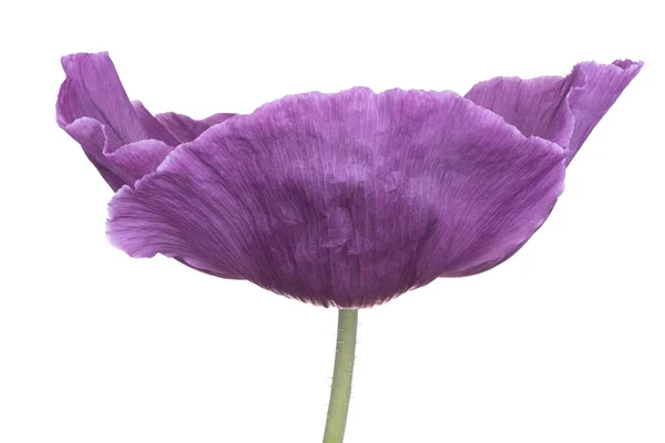 Flor de papoila isolada — Fotografia de Stock