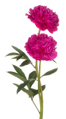 Magenta Renkli Şakayık Çiçekleri 'nin Stüdyo Çekimi Beyaz Arkaplanda İzole Edildi. Geniş Alan Derinliği (DOF). Makro. Yakın plan..