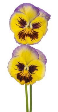 Sarı Renkli Pansy Çiçeklerinin Stüdyo Çekimi Beyaz Arkaplanda İzole Edildi. Geniş Alan Derinliği (DOF). Makro. Yakın plan..