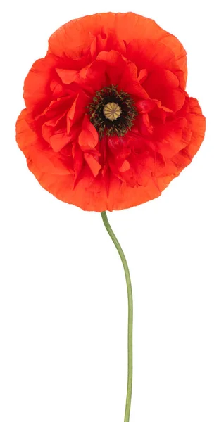 Studio Shot Orange Colored Poppy Flower Isolated White Background Large — Stock Photo, Image