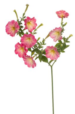 Stüdyo pembe renkli Petunya çiçek beyaz arka plan üzerinde izole bir kadeh. Büyük derinlik-in tarla (Dof). Makro. Yakın çekim.