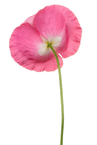 Fleur Pavot Couleur Rose Isolée Sur Fond Blanc Grande Profondeur — Photo