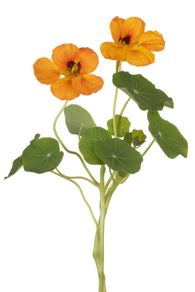 Studio Shot Orange Colored Nasturtium Kwiaty Izolowane Białym Tle Duża — Zdjęcie stockowe