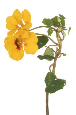 Stüdyo Sarı Renkli Nasturtium Çiçeği Beyaz Arkaplanda İzole Edildi. Geniş Alan Derinliği (DOF). Makro. Yakın plan..