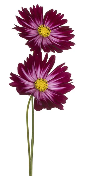 Studio Colpo Magenta Colorato Cosmos Fiori Isolato Sfondo Bianco Ampia — Foto Stock