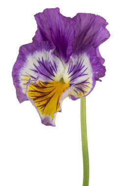 Stüdyo Mavi ve Sarı Renkli İbne Çiçeği Beyaz Arkaplanda İzole Edildi. Geniş Alan Derinliği (DOF). Makro. Yakın plan..