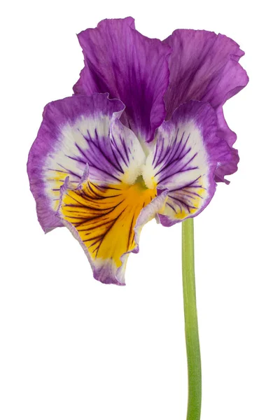 Studio Shot Blue Yellow Colored Pansy Flower Diisolasi White Background — Stok Foto