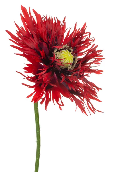 Studio Shot Του Κόκκινου Και Μωβ Χρωματιστά Παπαρούνα Λουλούδι Απομονώνονται — Φωτογραφία Αρχείου