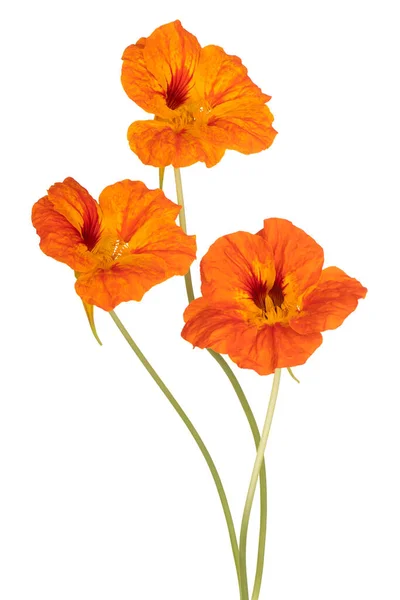 Studio Shot Von Orange Gefärbten Kapuzinerkresse Blumen Isoliert Auf Weißem — Stockfoto