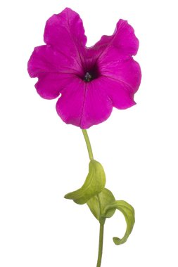 Fuchsia Renkli Petunya Çiçeği 'nin Stüdyo Çekimi Beyaz Arkaplanda İzole Edildi. Geniş Alan Derinliği (DOF). Makro. Yakın plan..