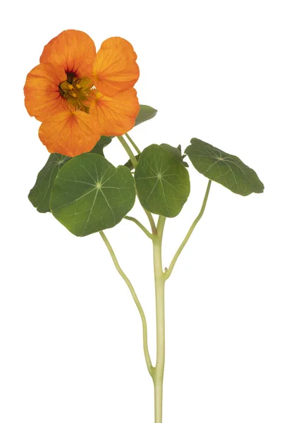 Studio Shot Orange Colored Nasturtium Kwiat Izolowane Białym Tle Duża — Zdjęcie stockowe