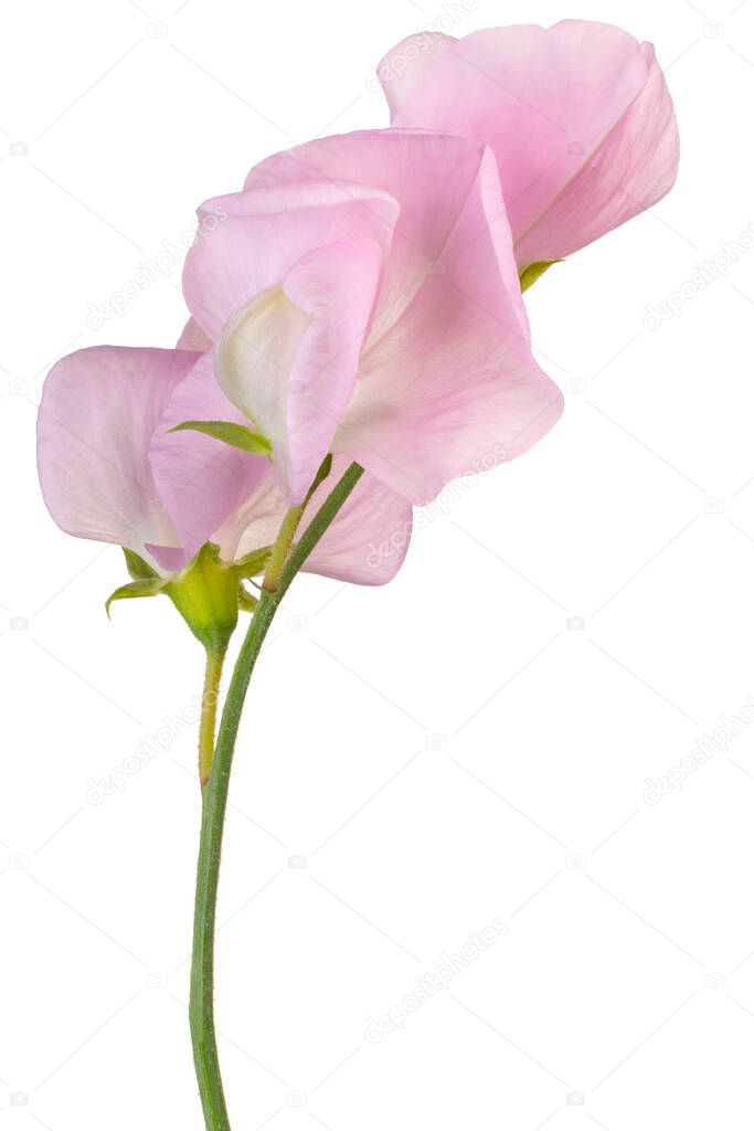 Studio Shot of Pink Colored Sweet Pea Flower Isolated on White Background. Large Depth of Field (DOF). Macro. Close-up.