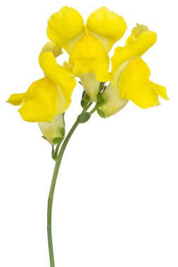 Beyaz Arka Plan üzerinde Izole Sarı Renkli Snapdragon Çiçek Stüdyo Shot. Geniş Alan Derinliği (Dof). Makro. Close.