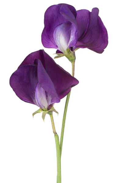 Studio Shot Purple Kolorowe Sweet Pea Flowers Izolowane Białym Tle — Zdjęcie stockowe