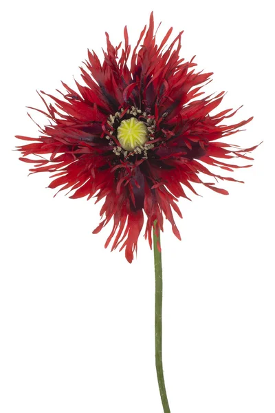 Kırmızı Mor Renkli Gelincik Çiçeğinin Stüdyo Çekimi Beyaz Arka Planda — Stok fotoğraf