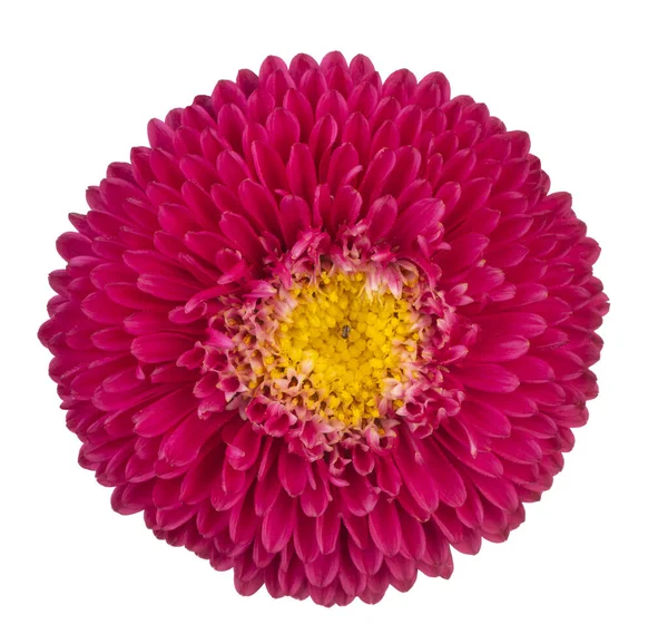 Studio Shot Red Colored China Aster Flower Isolated White Background — Stock Photo, Image