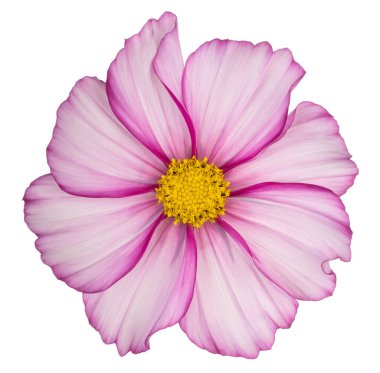 Magenta Renkli Kozmos Çiçeği 'nin Stüdyo Çekimi Beyaz Arkaplanda İzole Edildi. Geniş Alan Derinliği (DOF). Makro. Yakın plan..