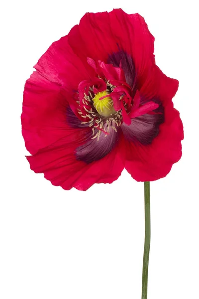 Studio Shot Red Colored Poppy Flower Isolé Sur Fond Blanc — Photo