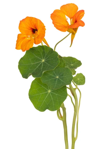 Studio Shot Von Orange Gefärbten Kapuzinerkresse Blumen Isoliert Auf Weißem lizenzfreie Stockfotos