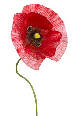 Kırmızı Renkli Gelincik Çiçeği 'nin Stüdyo Çekimi Beyaz Arkaplanda İzole Edildi. Geniş Alan Derinliği (DOF). Makro. Yakın plan..