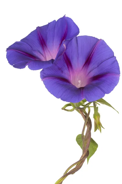 Mavi Renkli Sabah Zaferi Çiçekleri 'nin Stüdyo Çekimi Beyaz Arkaplanda İzole Edildi. Geniş Alan Derinliği (DOF). Makro. Yakın plan..