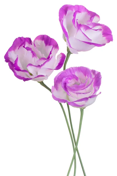 Estúdio Tiro Branco Magenta Colorido Eustoma Flores Isoladas Fundo Branco — Fotografia de Stock