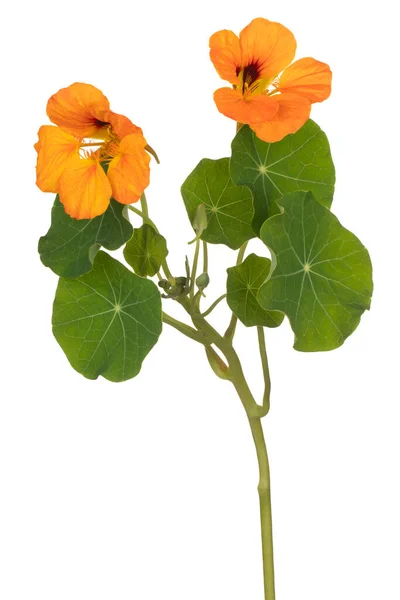 Studio Shot Orange Colored Nasturtium Flower Isolated White Background Large — Stock Photo, Image