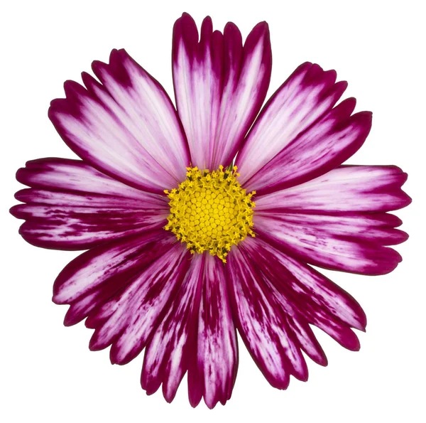 Studio Shot Magenta Colored Cosmos Flower Aislado Sobre Fondo Blanco —  Fotos de Stock