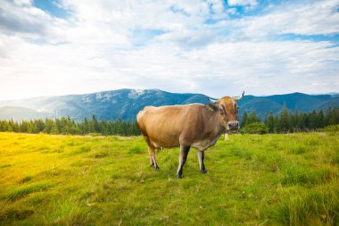 Tepelerde inek otlatmak