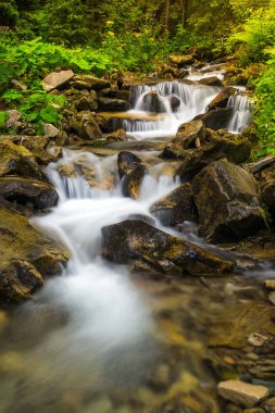 Orman creek şelaleler ile