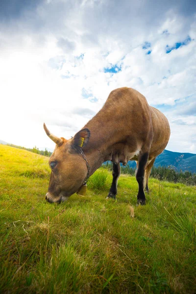 Cows graze on hills